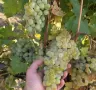 Продавам бяло и черно грозде , снимка 1