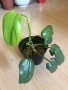 Philodendron Golden Violin , снимка 1