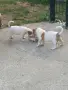 Джак ръсел териер, снимка 2
