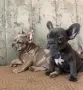 Френски булдог с родословие, снимка 9