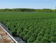 Голяма хризантема 4€ за брой , снимка 4