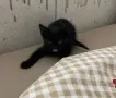 малко женско коте, снимка 3