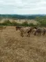 Продавам мъжки кончета БТК , снимка 1
