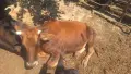 Продавам едно мъжко и едно женско теле , снимка 6