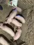 продавам малки прасенца , снимка 1