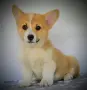 Уелско Корги кученца, снимка 3
