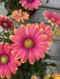 (Osteospermum ecklonis Pink Sun)-Остеоспермум слънчево розово, снимка 1