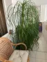 ПОДАРЯВАМ НОЛИНА вис. 180 см, снимка 3