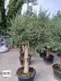 интериорни вековни маслини, снимка 3
