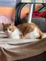 Мъжка кастрирана котка, снимка 2