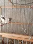 продавам канари, снимка 2