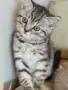 Шотландски клепоухи котенца, снимка 4