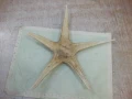 Звезда морска - 7, снимка 3