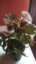 Сингониум Неон в саксия за 12 лева, снимка 1 - Стайни растения - 41412361