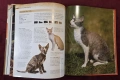 Енциклопедия на котките / Encyclopedia of Cats, снимка 12