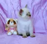 Шотландско момиче със сини очи. , снимка 9
