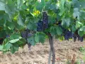 Продавам винено грозде Мерло, снимка 2