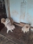 Продавам пудели, снимка 1