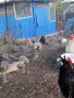 Продавам млади петли, снимка 1