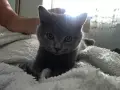 Чистокръвно британско коте, снимка 1
