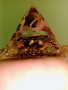 Оргонитна пирамида - Тигрово око, снимка 3