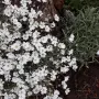 Рожец градинско Растение, снимка 2