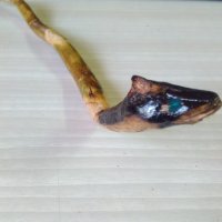 Змия от дърво,ръчно изработена, снимка 2 - Сувенири от дърво - 41935709