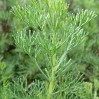 Лечебен пелин, храстовиден пелин (Artemisia abrotanum), снимка 3 - Градински цветя и растения - 37505802