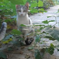 Женска бяла котка със сиви шарки , снимка 2 - Други - 42421211