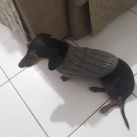 Toпъл пуловер за куче - високо качество, снимка 8 - За кучета - 41015299