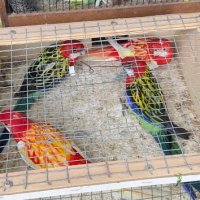 Продавам папагали Розели- пъстри светли и тъмни, снимка 3 - Папагали - 42199220