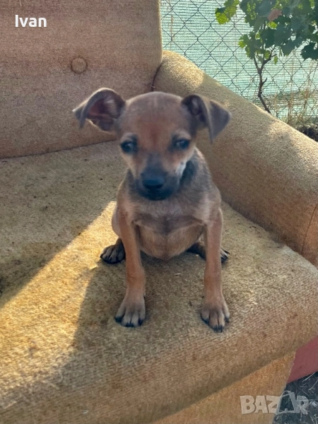 Пинчер момиче, снимка 1