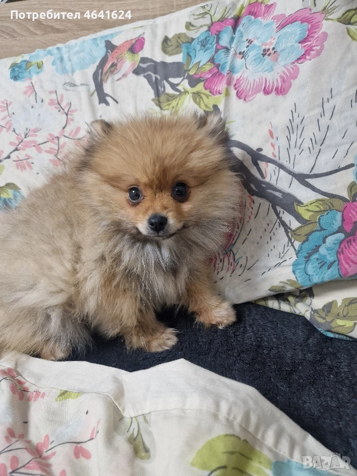 Чистокръвно померанче 2 и половина месеца 800 грама мъжко, снимка 1