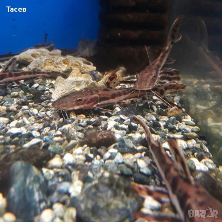 Сом псевдоплатистома 10см, снимка 1