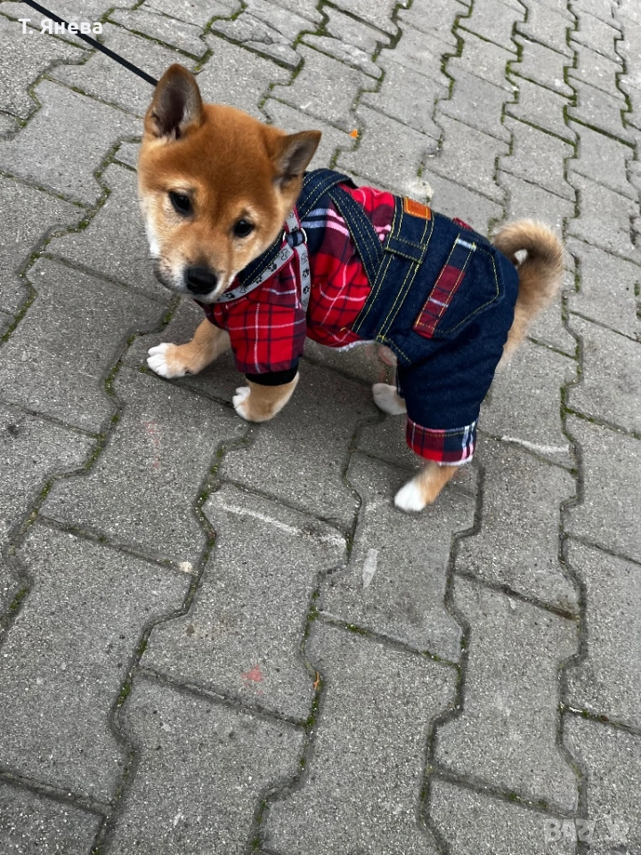 Породисто кученце , снимка 1