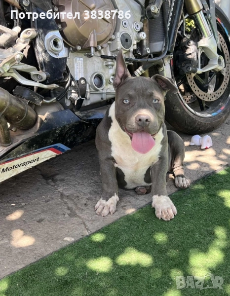 Американско були покет, снимка 1