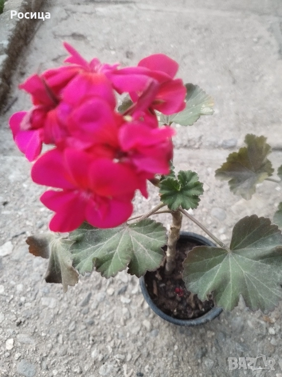 мушкато , снимка 1