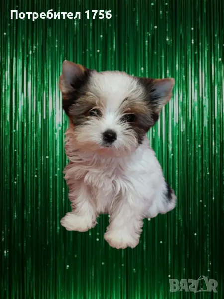 Бивер-мини момиче с родословие., снимка 1