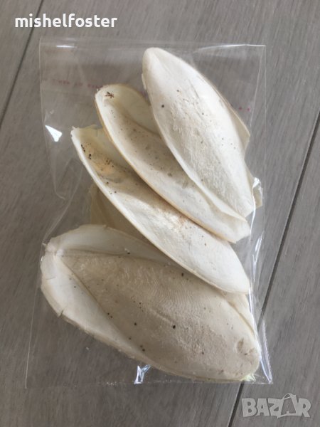 Продавам натурална кост от Сепия, снимка 1