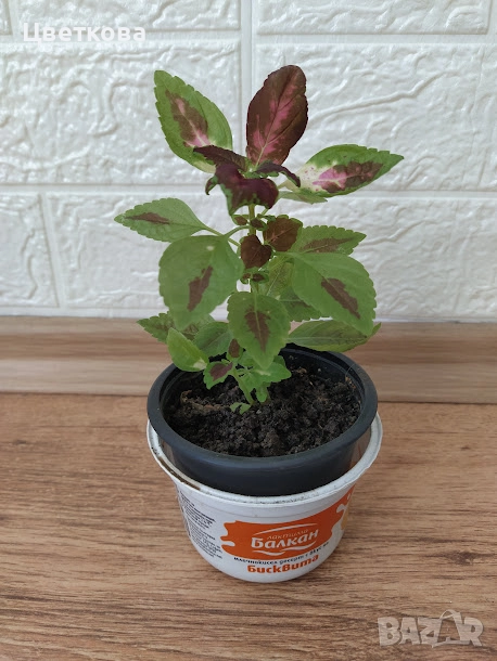 10 стайни растения + отстъпка и подарък, снимка 1