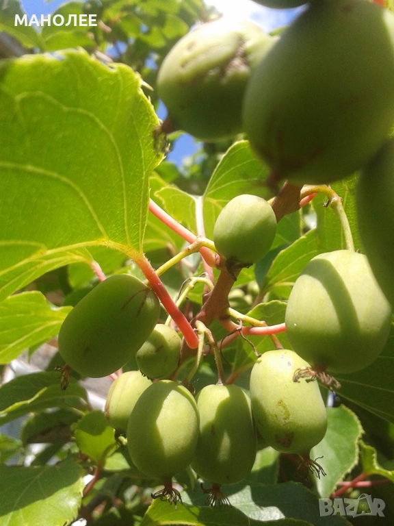 🥝🥝🥝Двуполово киви🥝🎁👌, снимка 1