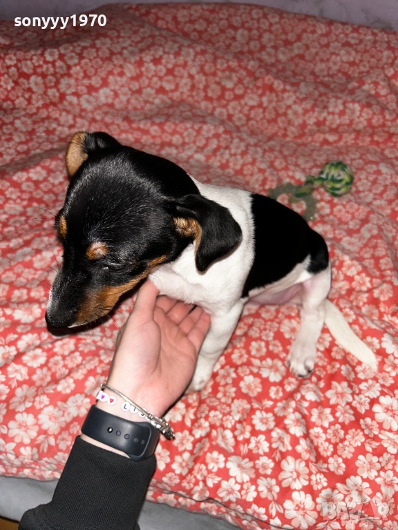 БЕБЕ  С 3 ВАКСИНИ-ДЖАК РЪСЕЛ-ЖЕНСКО 2611251548, снимка 1