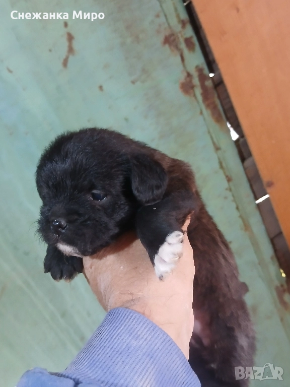 френски булдог, снимка 1