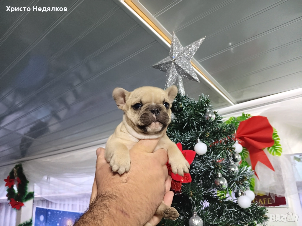 Френски булдог , снимка 1