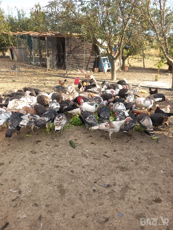 Пуйки 60 лв., снимка 1