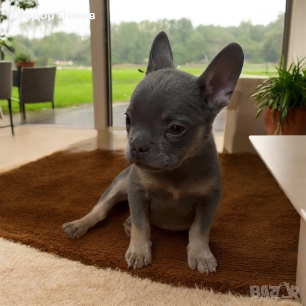 Френски Булдог, снимка 1