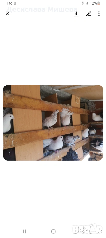 Подарявам гълъби фендерлии, снимка 1