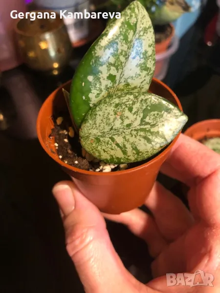 Hoya Wilbur Graves , снимка 1