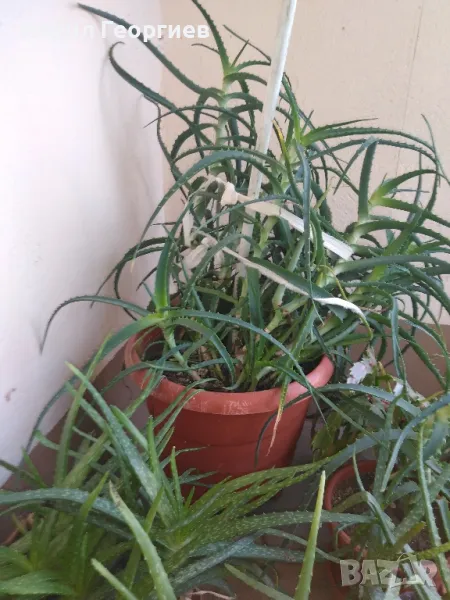 Алое вера , снимка 1