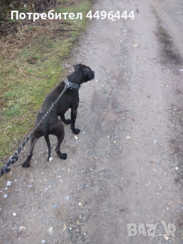 Продавам родословни питбулчета, снимка 5 - Питбул - 53248650